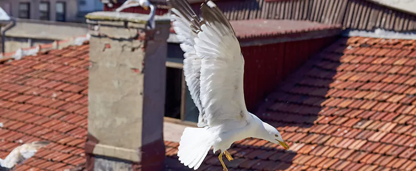 Residential Chimney Animal Removal Solution in San Dimas, CA